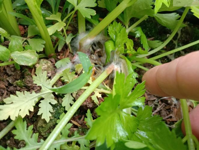 芹菜红根死苗是什么原因引起的？芹菜根系发红什么原因