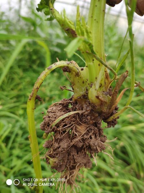 芹菜红根死苗是什么原因引起的?芹菜根系发红什么原因