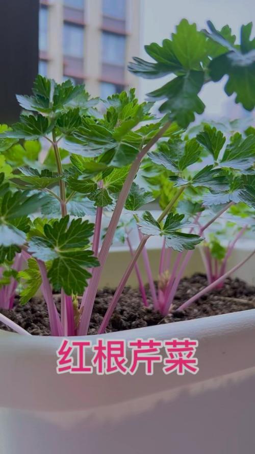 芹菜红根死苗是什么原因引起的?芹菜根系发红什么原因