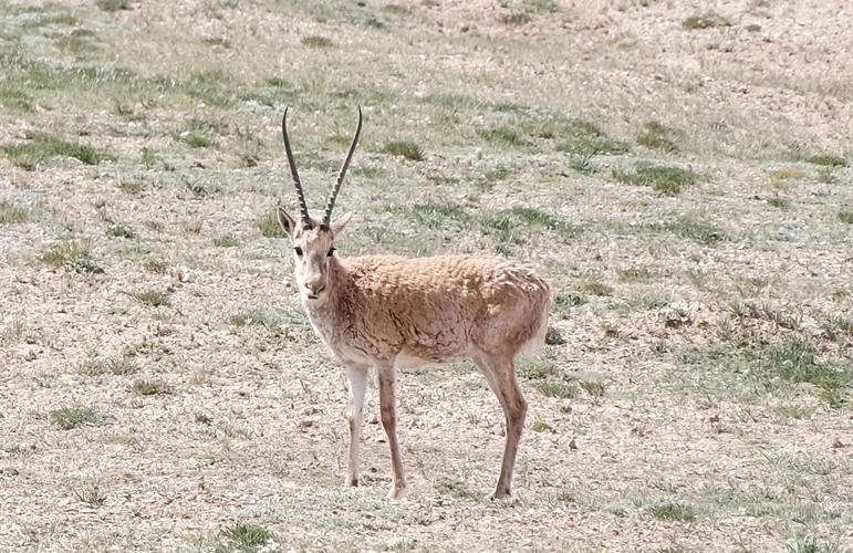 关于可可西里藏羚羊数量“涨”至7万多只的信息