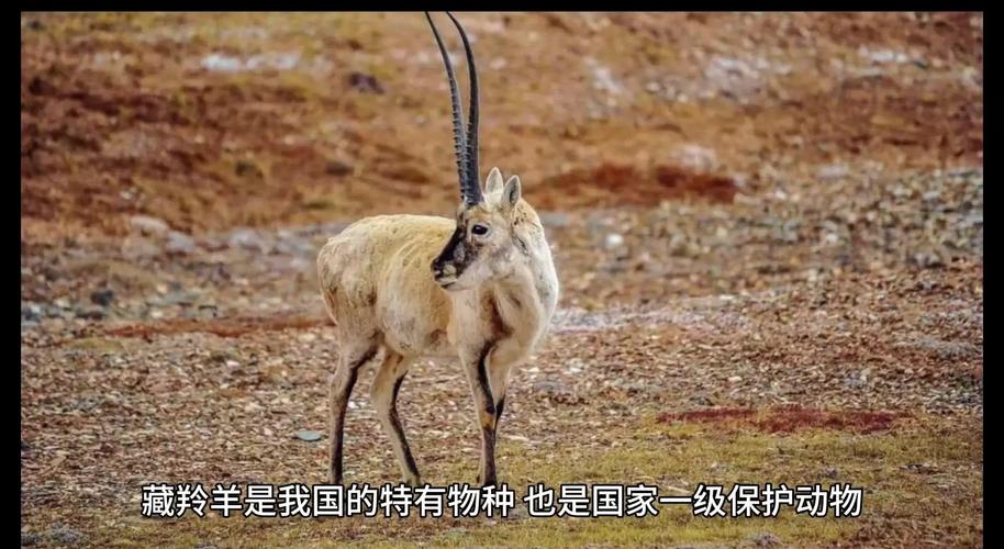 关于可可西里藏羚羊数量“涨”至7万多只的信息