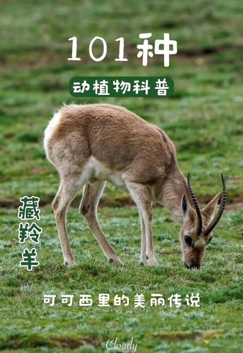 关于可可西里藏羚羊数量“涨”至7万多只的信息
