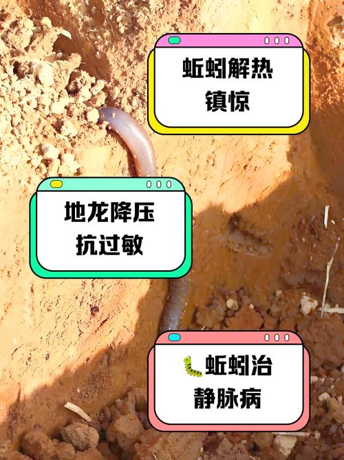 蚯蚓怎么保持活性?蚯蚓怎样保存能活得久一些