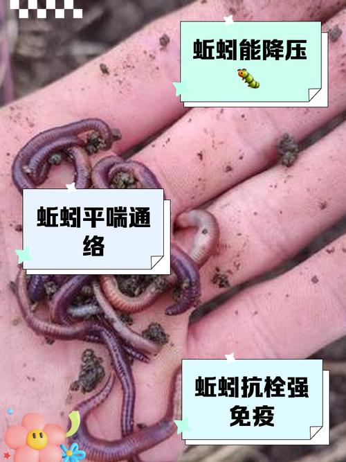蚯蚓怎么保持活性?蚯蚓怎样保存能活得久一些