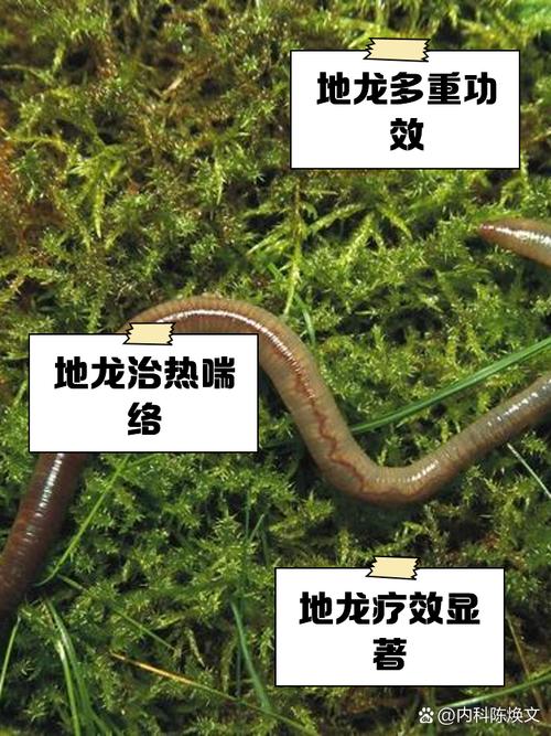 蚯蚓怎么保持活性?蚯蚓怎样保存能活得久一些