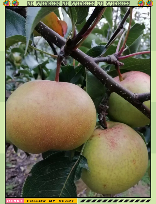 苹果梨是苹果还是梨子?苹果梨是不是水果