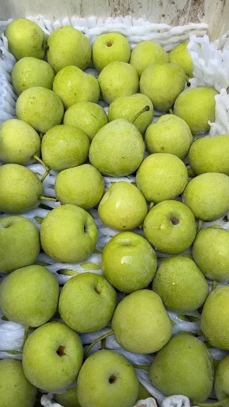 苹果梨是苹果还是梨子?苹果梨是不是水果