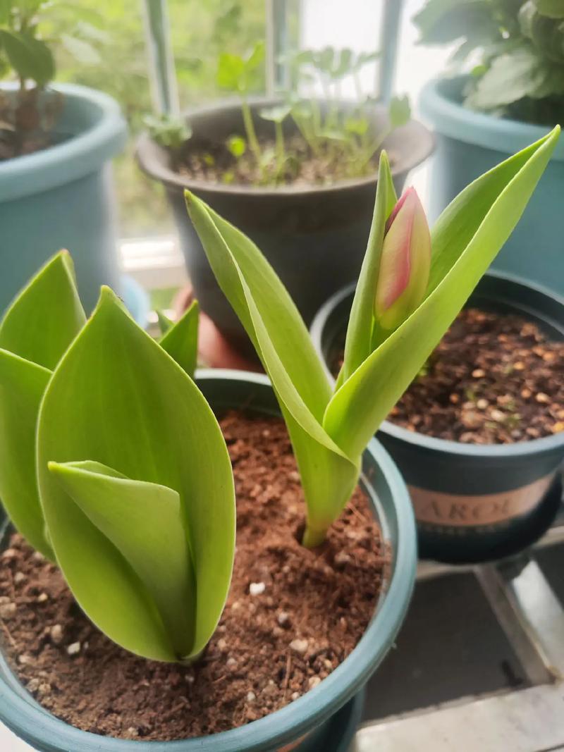 郁金香能晒成干花吗?郁金香能晒成干花吗图片