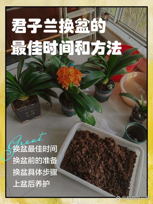 君子兰移栽几天成活?君子兰移栽注意事项
