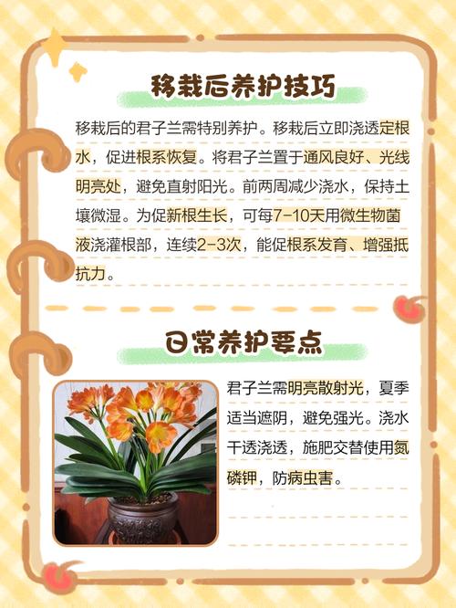 君子兰移栽几天成活?君子兰移栽注意事项