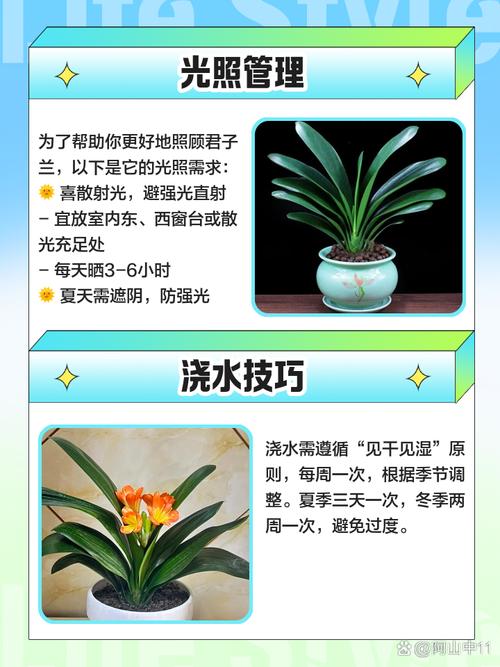 君子兰移栽几天成活?君子兰移栽注意事项