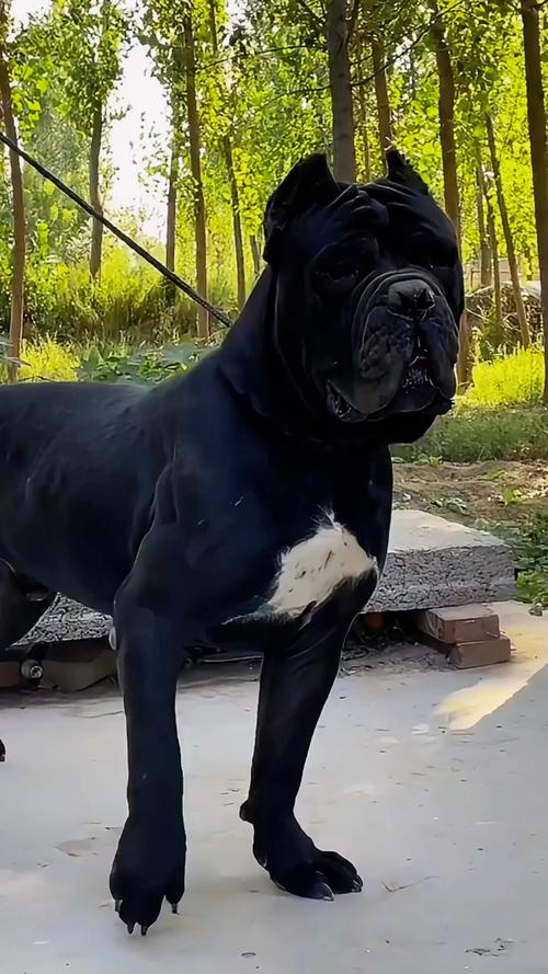 卡斯罗一餐吃多少?卡斯罗每天喂多少