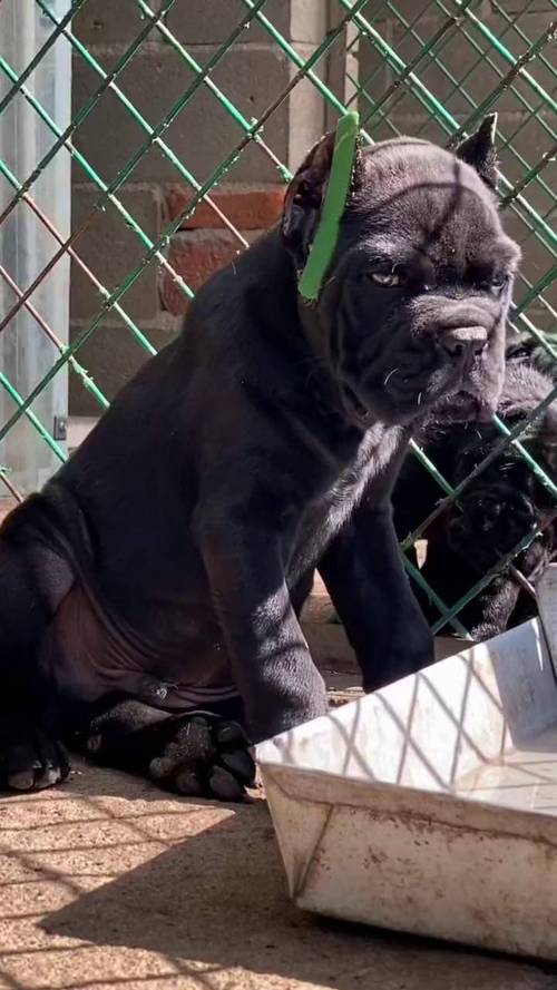 卡斯罗一餐吃多少?卡斯罗每天喂多少