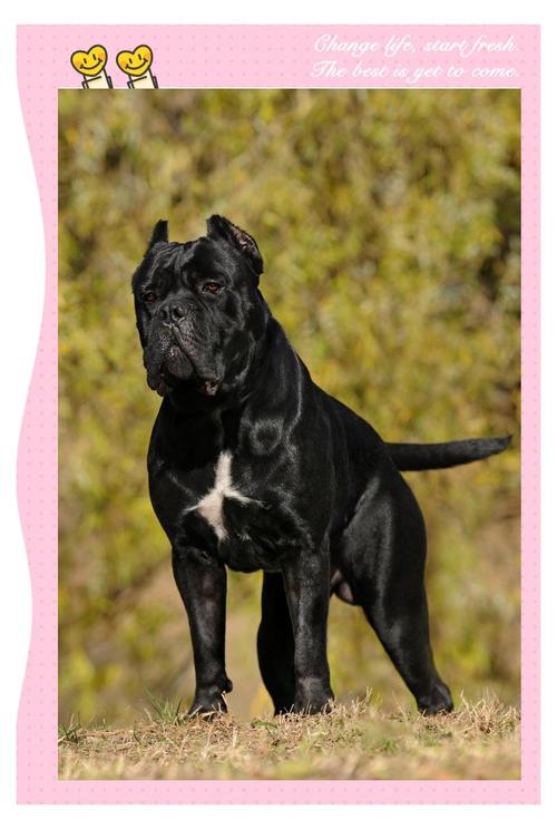 卡斯罗一餐吃多少?卡斯罗每天喂多少