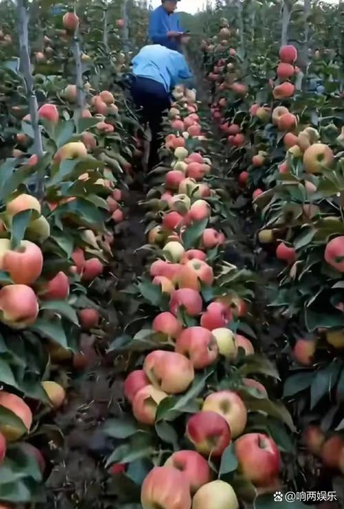 苹果树产量多少斤以色列最多？一棵苹果树产量约为多少?