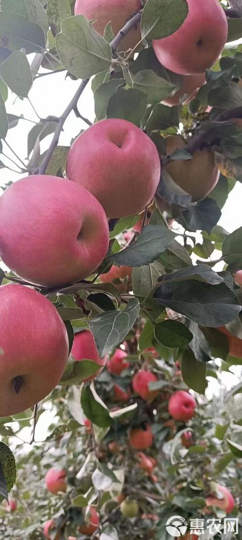 苹果树产量多少斤以色列最多?一棵苹果树产量约为多少?