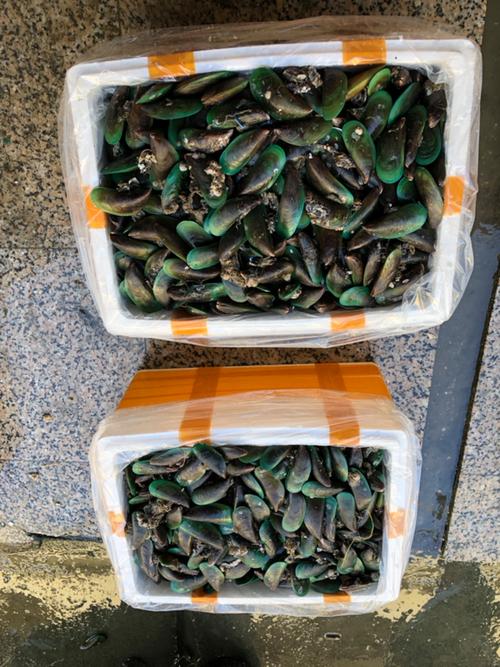 青口螺养殖技术要点?青口螺的功效与作用