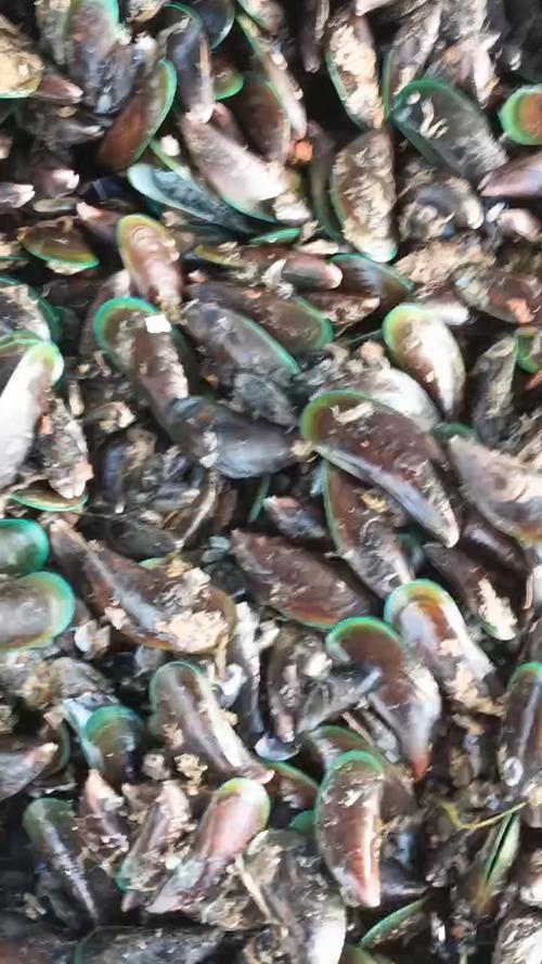 青口螺养殖技术要点?青口螺的功效与作用