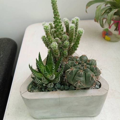 仙人球秋天容易生根吗？仙人球在秋天可以移栽吗