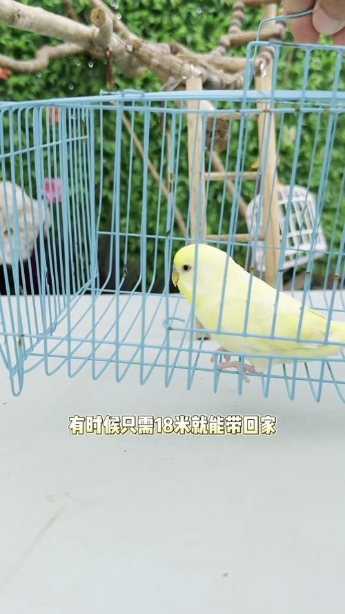 需要给虎皮鹦鹉剪指甲吗？虎皮鹦鹉可以剪脚趾甲吗