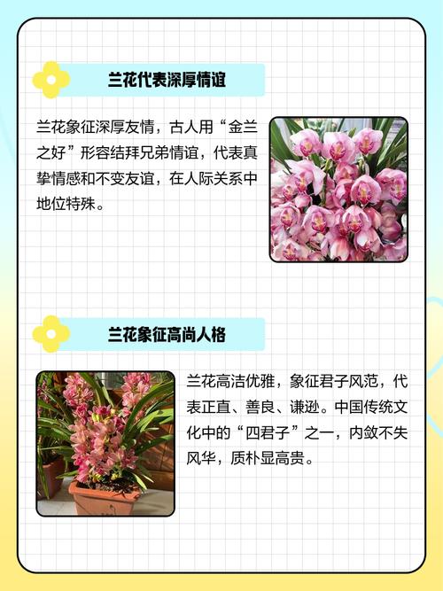 兰有什么特殊含义吗?兰象征着什么意义和人生的追求