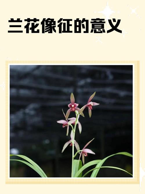 兰有什么特殊含义吗?兰象征着什么意义和人生的追求