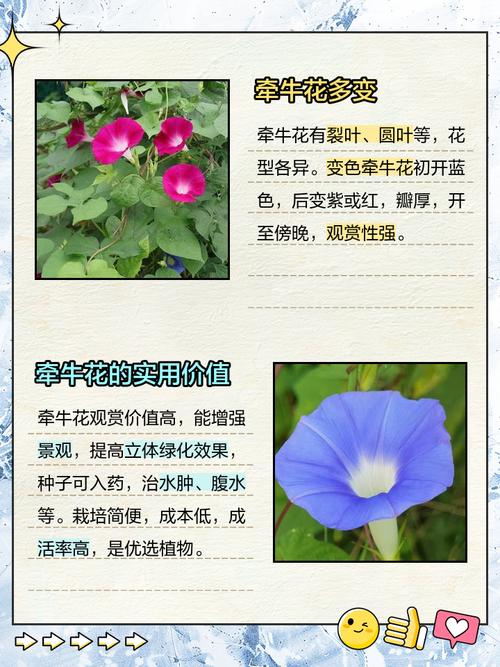 牵牛花开花了换个说法更生动?牵牛花开了换个说法使句子更生动