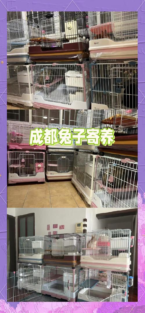 可以邮寄活兔子吗?快递能寄活兔子吗