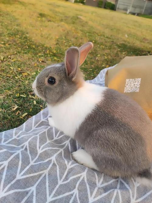 可以邮寄活兔子吗?快递能寄活兔子吗