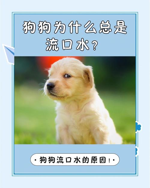 狗狗口水有什么作用？狗狗口水太多怎么回事