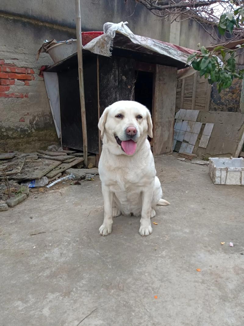 拉布拉多是哪里的狗？布拉多拉狗多少钱一只