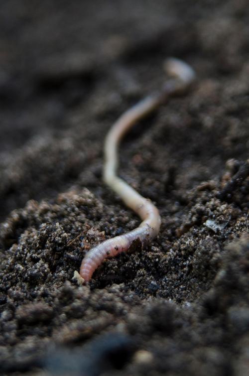 蚯蚓断成了两半为什么还能活？为什么蚯蚓断成两半还会再长出来?