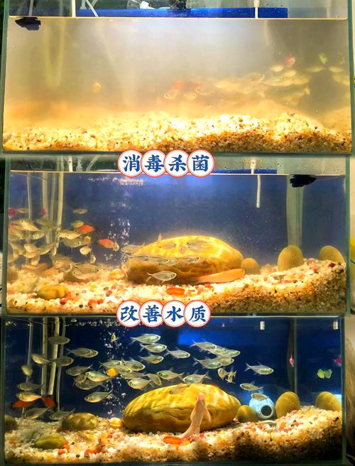 鱼缸底的沙石怎么弄出来？鱼缸底沙子怎么拿出来