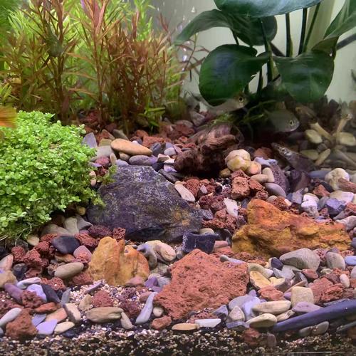 鱼缸底的沙石怎么弄出来?鱼缸底沙子怎么拿出来