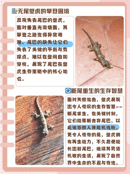 小壁虎为什么会长出一条新尾巴呢？小壁虎为什么会长出一条新尾巴呢图片