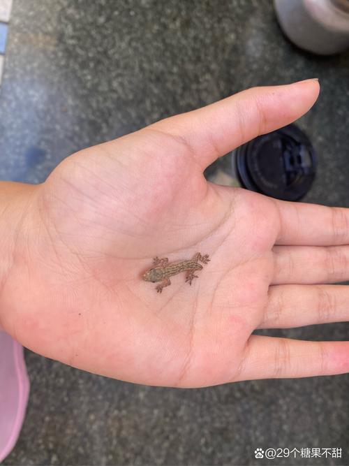 小壁虎为什么会长出一条新尾巴呢?小壁虎为什么会长出一条新尾巴呢图片