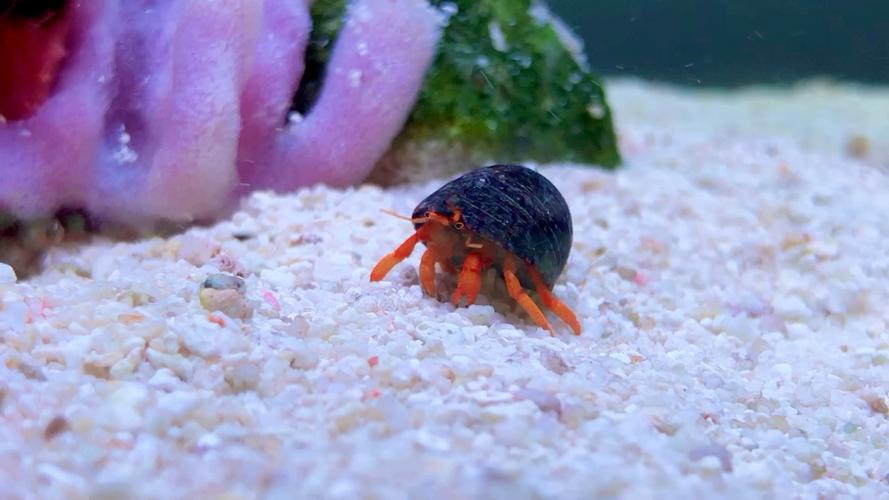 螃蟹是节肢动物门的甲壳类动物？螃蟹是节肢动物门的甲壳类动物吗