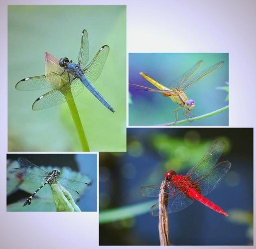 蜻蜓在天空中飞来飞去就像什么？蜻蜓在空中飞舞就像什么