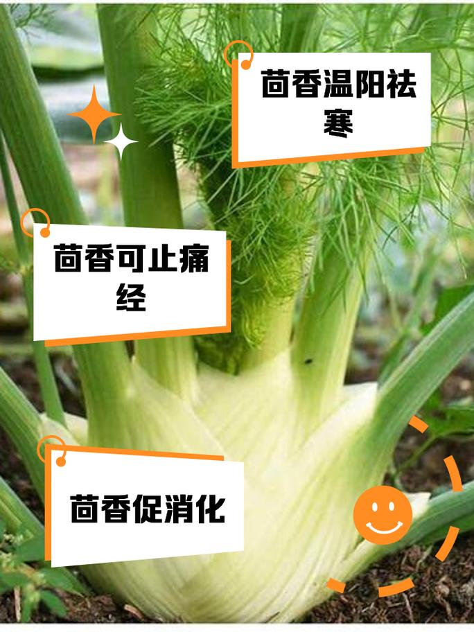 来月经可以吃茴香吗女生？女生来姨妈能吃茴香吗