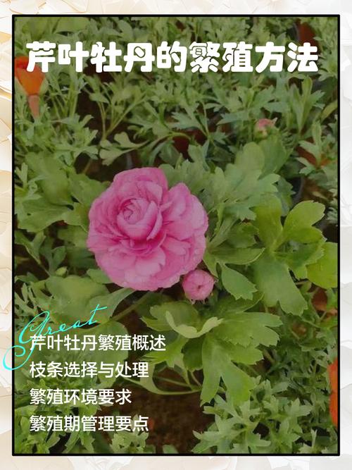 芹叶牡丹怎么养殖？芹叶牡丹怎么养殖可以四季开花
