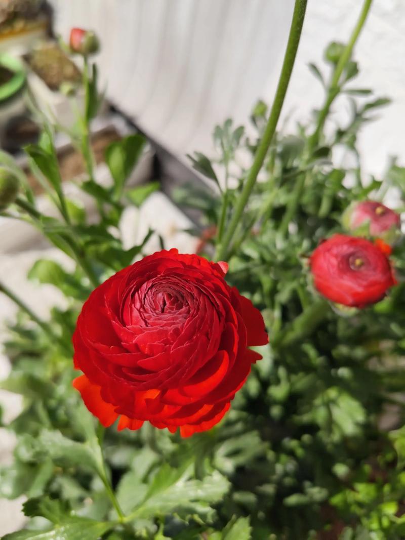 芹叶牡丹怎么养殖?芹叶牡丹怎么养殖可以四季开花