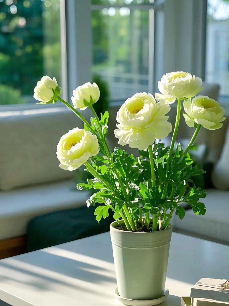 芹叶牡丹怎么养殖?芹叶牡丹怎么养殖可以四季开花