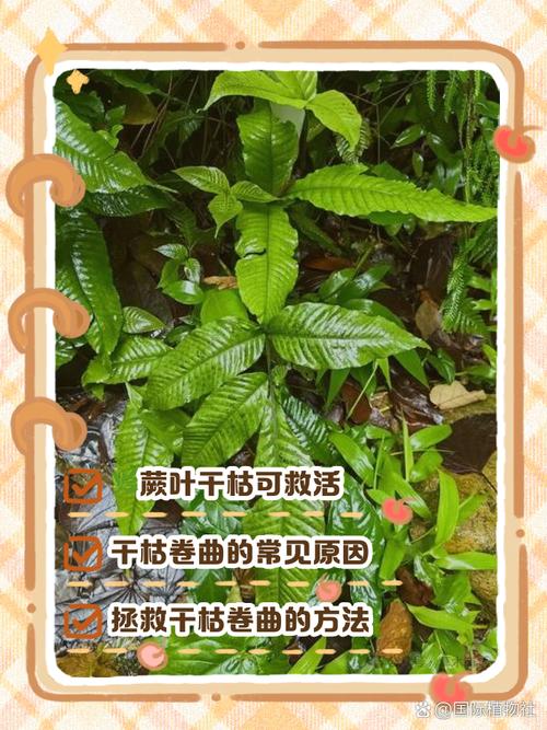 青云直上叶子耷拉怎么办？青云直上叶子卷了是怎么回事