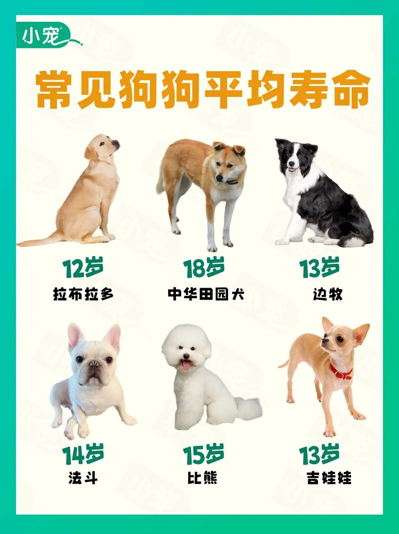 一般的狗的寿命有多长？一般狗的寿命有几年