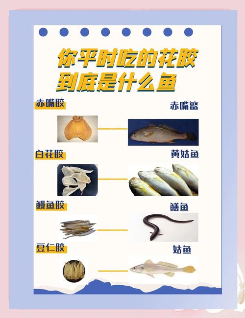 花胶是哪种鱼的哪个部位？花胶是鱼什么部位