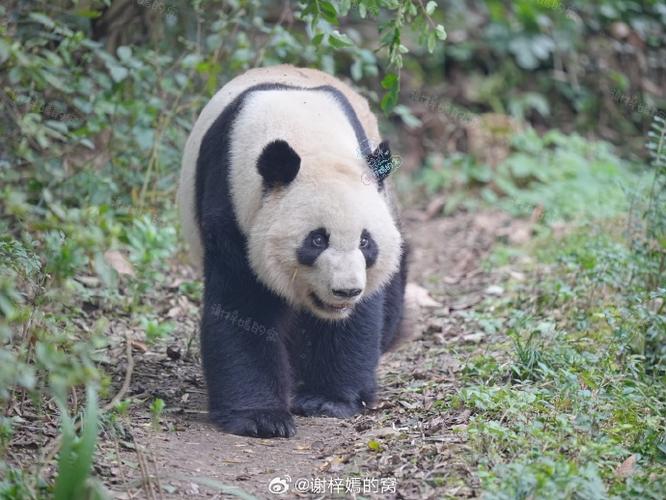 绝世无双形容什么动物?绝世无双的意思代表什么动物