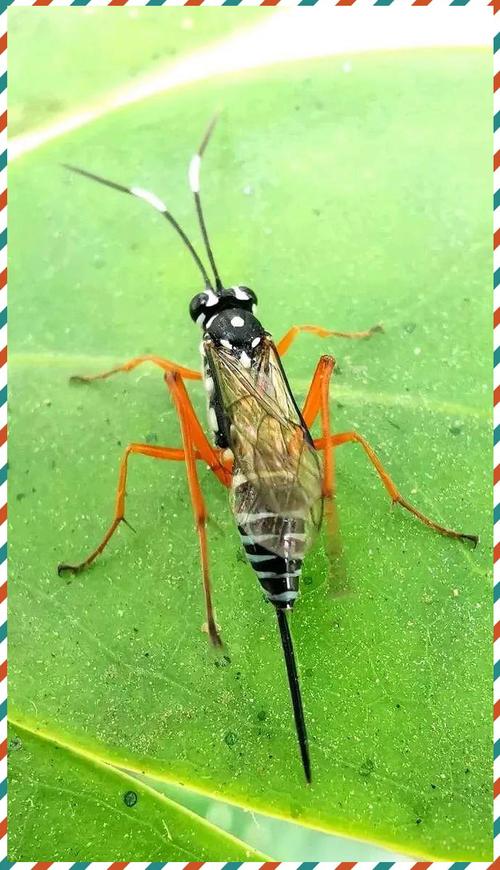 昆虫的触角叫什么？昆虫的触角叫什么形状