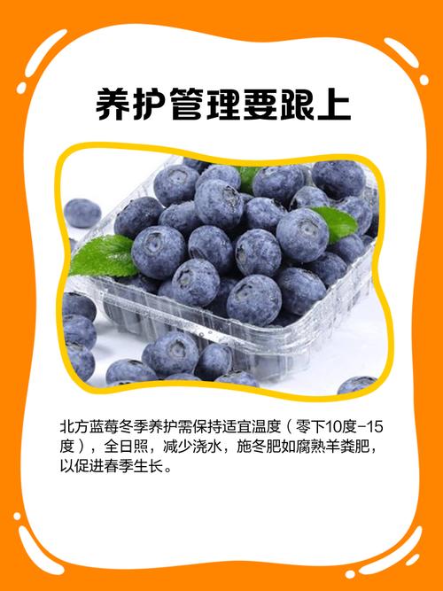 蓝莓冬季养护方法？蓝莓 冬季