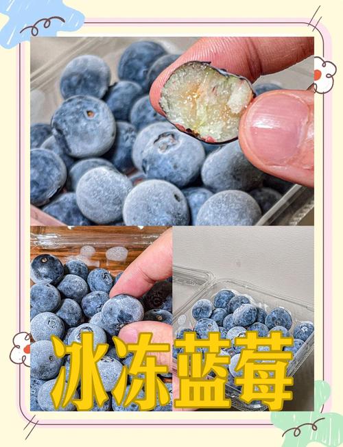 蓝莓冬季养护方法?蓝莓 冬季