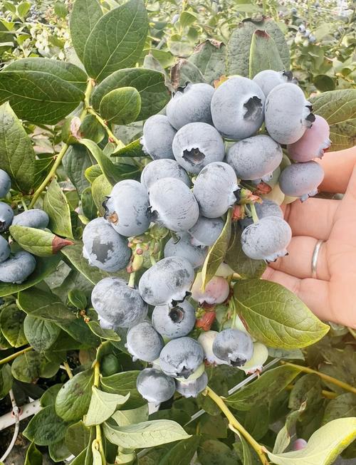 蓝莓冬季养护方法?蓝莓 冬季